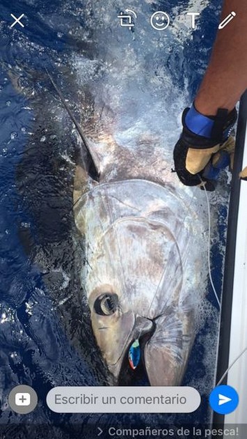 Bluefin Tuna Cavalier & Blue Marlin Sport Fishing Gran Canaria
