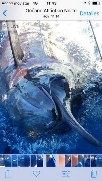  - Cavalier & Blue Marlin Sport Fishing Gran Canaria