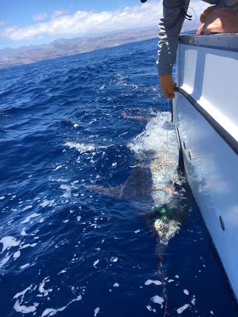 530 lbs Blue Marlin Cavalier & Blue Marlin Sport Fishing Gran Canaria