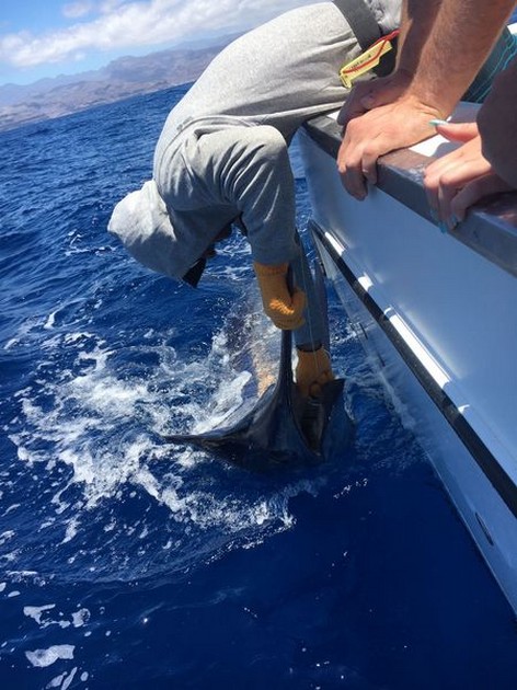Release Me! Cavalier & Blue Marlin Sport Fishing Gran Canaria