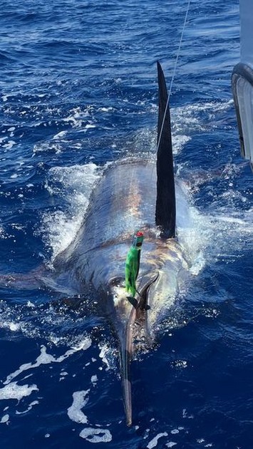 Blue Marlin 530 lbs released by Philip Jones from the UK. Cavalier & Blue Marlin Sport Fishing Gran Canaria