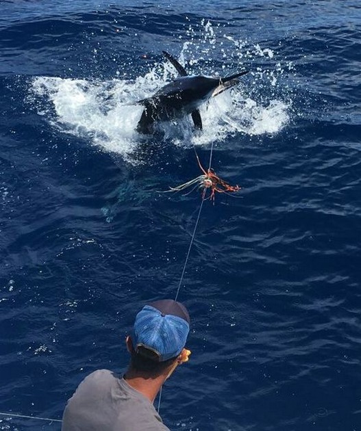 Release Me Cavalier & Blue Marlin Sport Fishing Gran Canaria