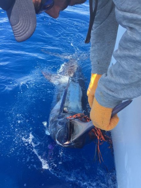 2 Blue Marlin släppt Cavalier & Blue Marlin Sport Fishing Gran Canaria