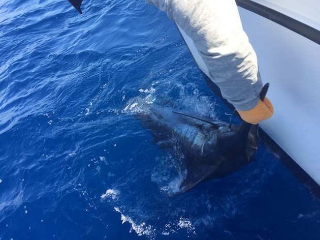 Blue Marlin Cavalier & Blue Marlin Sport Fishing Gran Canaria