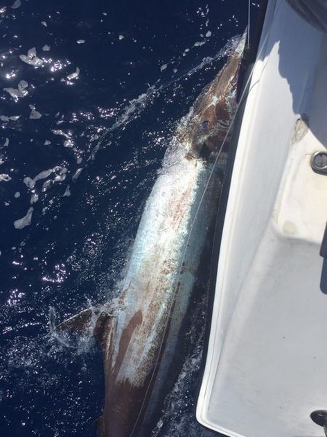 Blue Marlin Cavalier & Blue Marlin Sport Fishing Gran Canaria