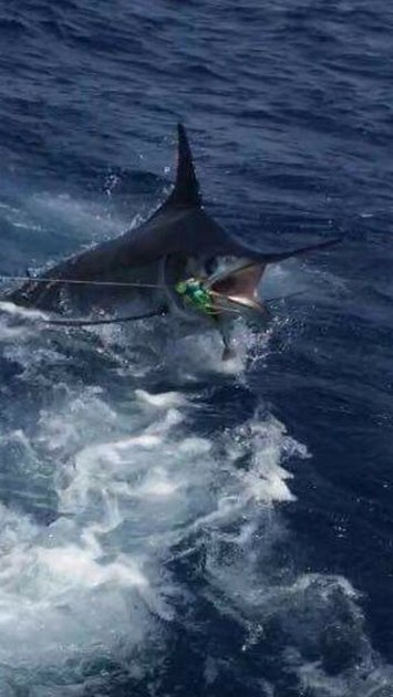 140 kg Blue Marlin Cavalier & Blue Marlin Sport Fishing Gran Canaria