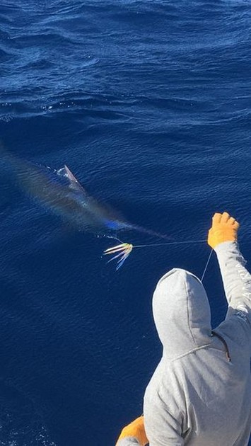 300 kg Blue Marlin Cavalier & Blue Marlin Sport Fishing Gran Canaria