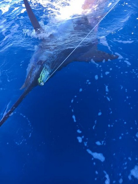 Mogan Tournement Cavalier & Blue Marlin Sport Fishing Gran Canaria