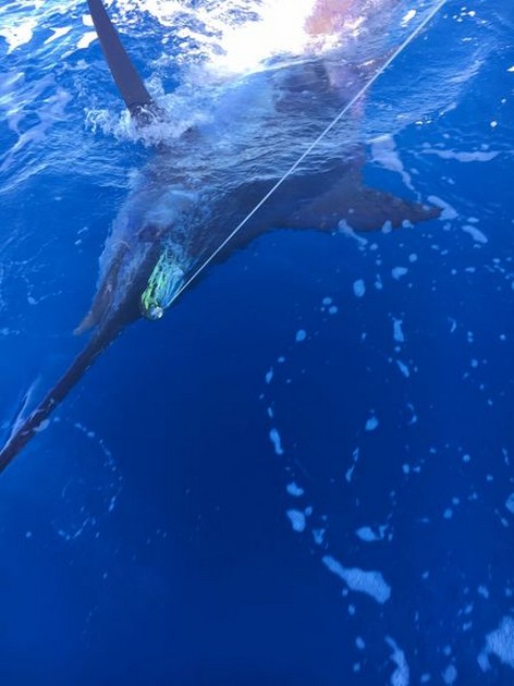 Mogan Tournement Cavalier & Blue Marlin Sport Fishing Gran Canaria