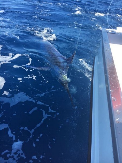 Turnering 2017 Cavalier & Blue Marlin Sport Fishing Gran Canaria