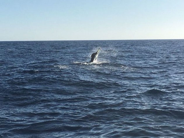 Jumping Marlin - Jumping Blue Marlin Cavalier & Blue Marlin Sport Fishing Gran Canaria