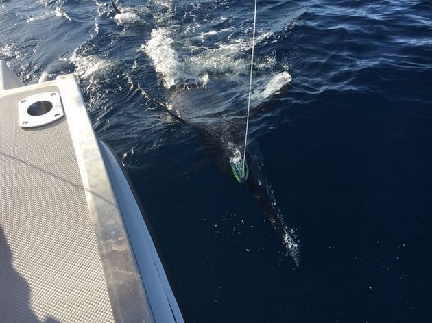 240 kg Blue Marlin Cavalier & Blue Marlin Sport Fishing Gran Canaria