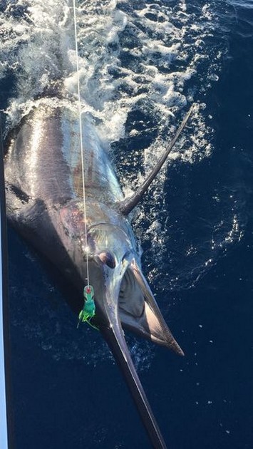 Blue Marlin Cavalier & Blue Marlin Sport Fishing Gran Canaria