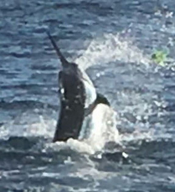 Jumping Blue Marlin Cavalier & Blue Marlin Sport Fishing Gran Canaria