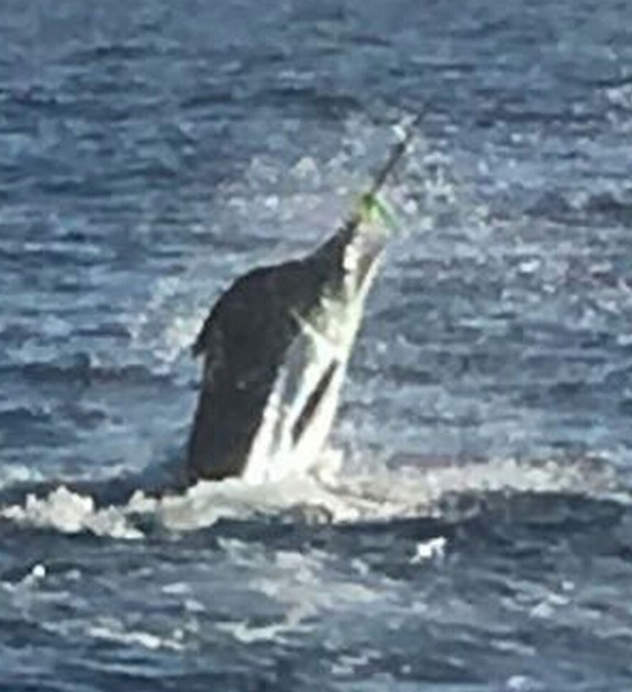 Jumping Blue Marlin Cavalier & Blue Marlin Sport Fishing Gran Canaria