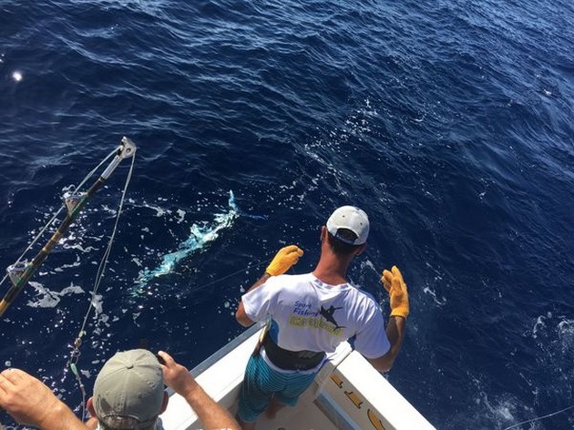 Nice Catch Cavalier & Blue Marlin Sport Fishing Gran Canaria