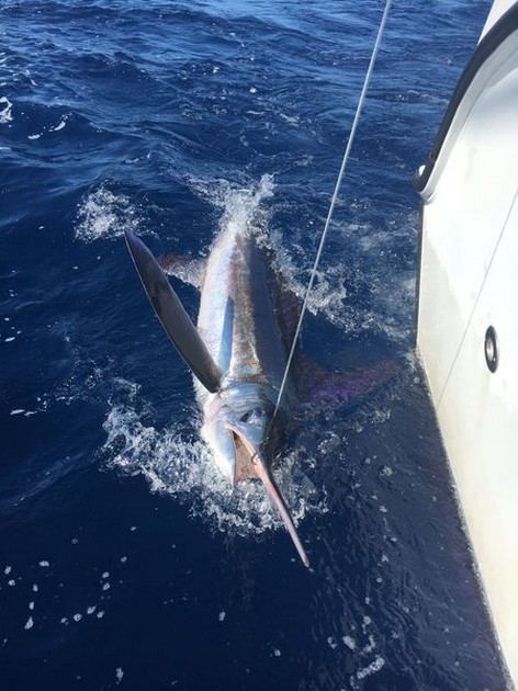 White Marlin Cavalier & Blue Marlin Sport Fishing Gran Canaria