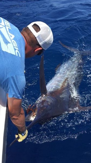 Release Me Cavalier & Blue Marlin Sport Fishing Gran Canaria