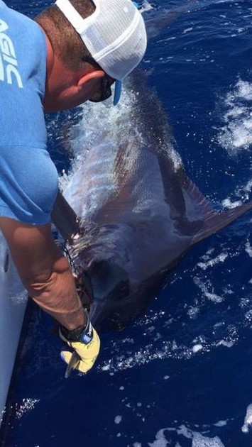 Blue Marlin Cavalier & Blue Marlin Sport Fishing Gran Canaria