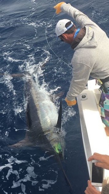  - Cavalier & Blue Marlin Sport Fishing Gran Canaria