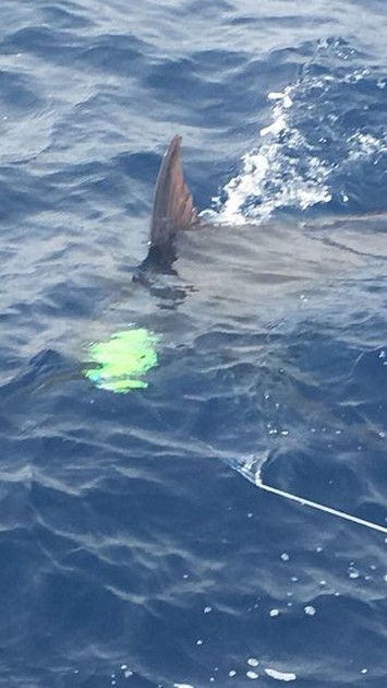 Blue Marlin 290 kg released by Stan Vos from Holland Cavalier & Blue Marlin Sport Fishing Gran Canaria