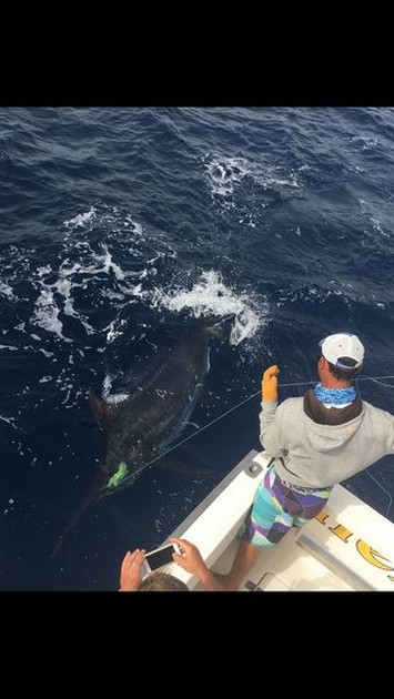 Blue Marlin Cavalier & Blue Marlin Sport Fishing Gran Canaria