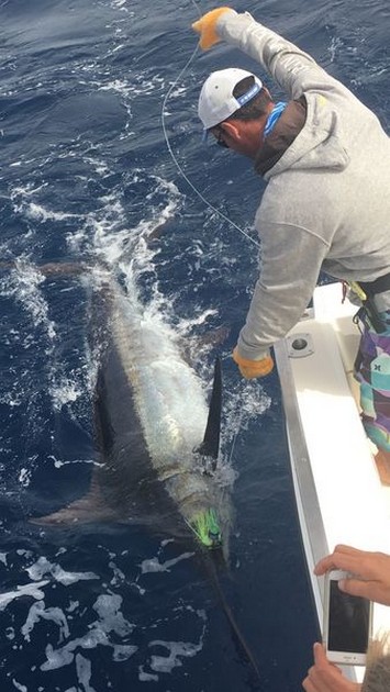 260 kg Blue Marlin released by Stan Vos from Holland Cavalier & Blue Marlin Sport Fishing Gran Canaria