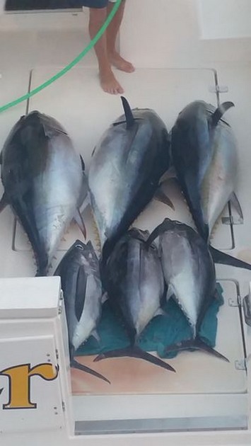 Albacore & Big Eye - Great Tuna Catch Cavalier & Blue Marlin Sport Fishing Gran Canaria