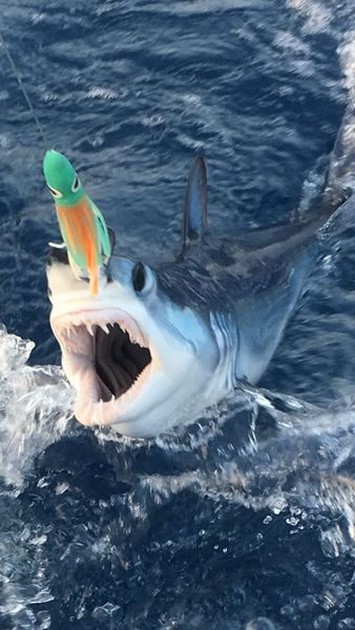 Small Mako Cavalier & Blue Marlin Sport Fishing Gran Canaria