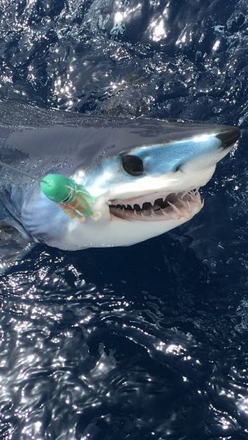 Mako shark Cavalier & Blue Marlin Sport Fishing Gran Canaria