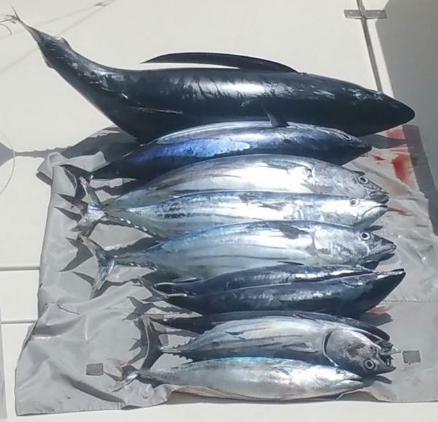 Nice Catch Cavalier & Blue Marlin Sport Fishing Gran Canaria