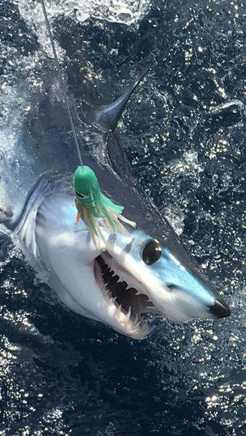 Mako Shark Cavalier & Blue Marlin Sport Fishing Gran Canaria