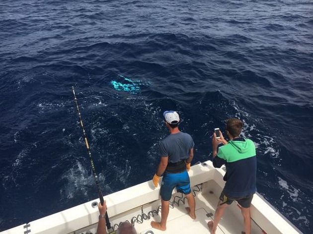 Hooked up Cavalier & Blue Marlin Sport Fishing Gran Canaria
