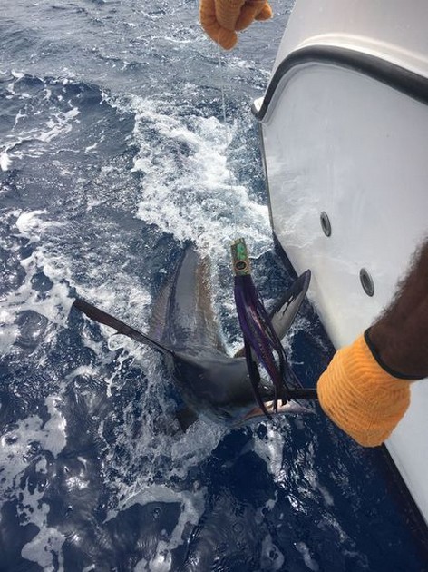 White Marlin Cavalier & Blue Marlin Sport Fishing Gran Canaria