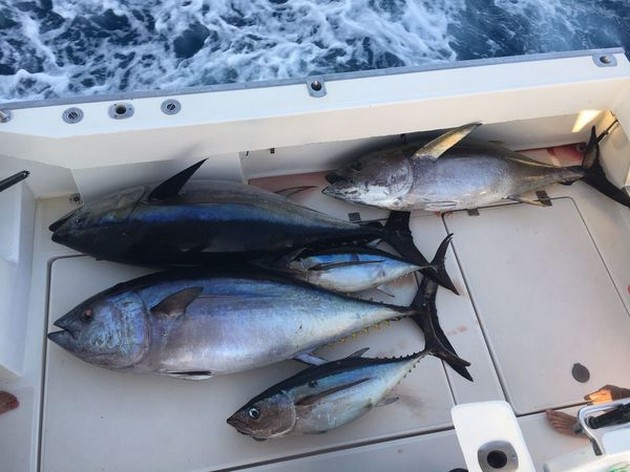 Well done Cavalier & Blue Marlin Sport Fishing Gran Canaria