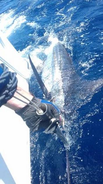  - Cavalier & Blue Marlin Sport Fishing Gran Canaria