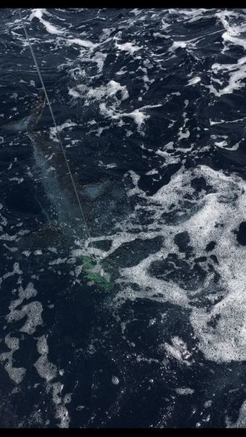 Mako shark Cavalier & Blue Marlin Sport Fishing Gran Canaria