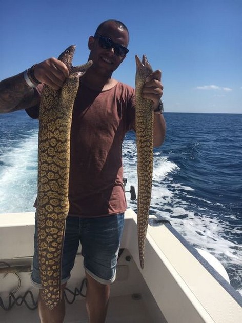 2 Moray Eels Cavalier & Blue Marlin Sport Fishing Gran Canaria