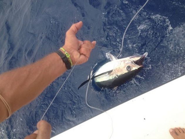 Mellan två säsonger Cavalier & Blue Marlin Sport Fishing Gran Canaria