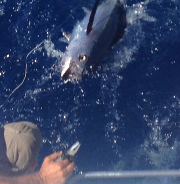 Release Me Cavalier & Blue Marlin Sport Fishing Gran Canaria
