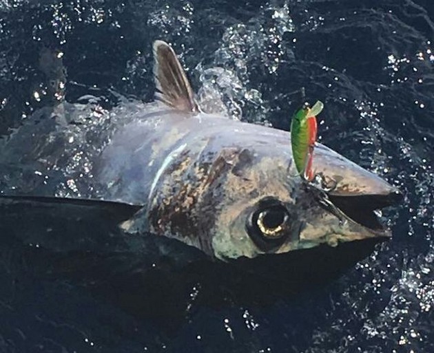 Albacore Tuna Cavalier & Blue Marlin Sport Fishing Gran Canaria