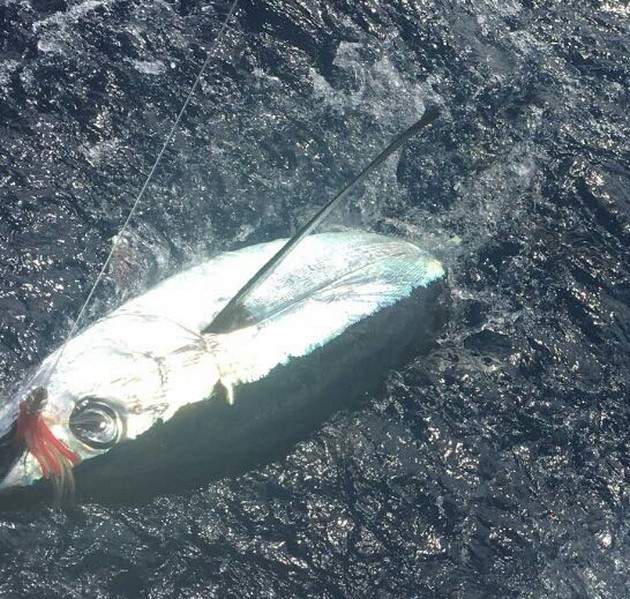 Albacore Tuna Cavalier & Blue Marlin Sport Fishing Gran Canaria