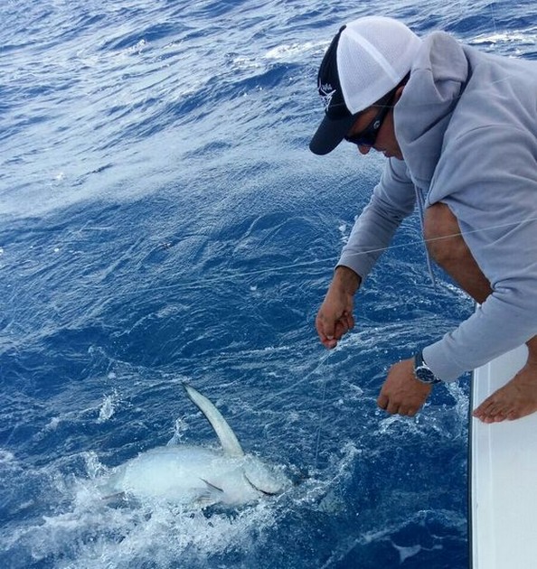 Release Me Cavalier & Blue Marlin Sport Fishing Gran Canaria