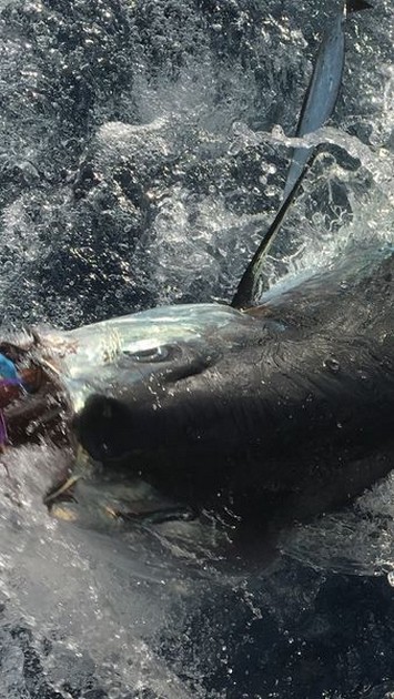 Albacore Tuna Cavalier & Blue Marlin Sport Fishing Gran Canaria