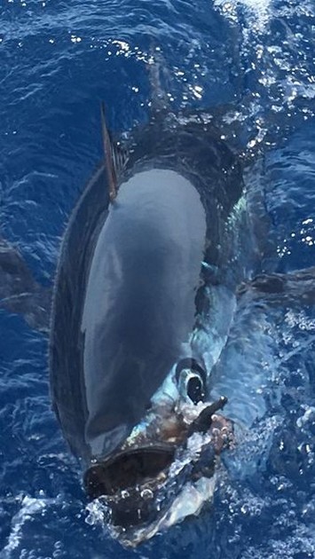 Great Shot - Nice Albacore Cavalier & Blue Marlin Sport Fishing Gran Canaria
