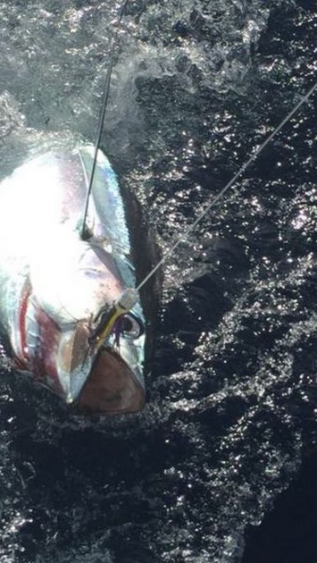 Release Me Cavalier & Blue Marlin Sport Fishing Gran Canaria