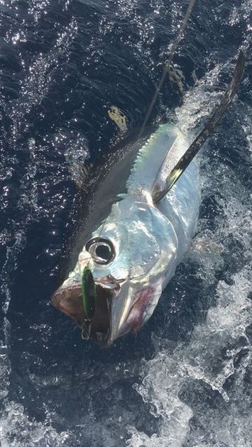 Albacore Tuna Cavalier & Blue Marlin Sport Fishing Gran Canaria