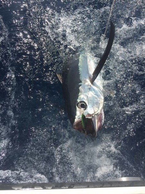 Albacore Tuna Cavalier & Blue Marlin Sport Fishing Gran Canaria