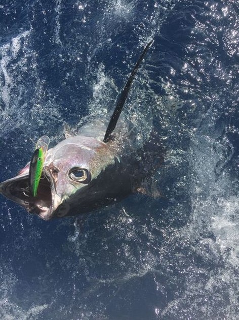 Albacore Tuna Cavalier & Blue Marlin Sport Fishing Gran Canaria