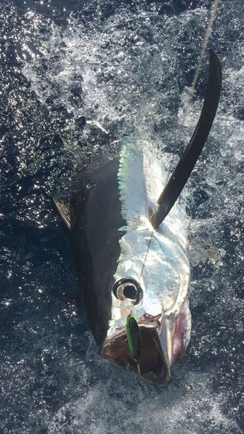 Albacore Tuna Cavalier & Blue Marlin Sport Fishing Gran Canaria